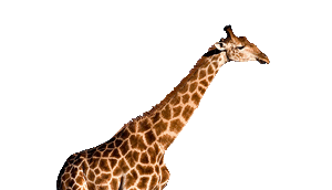 chill hat bro says the giraffe